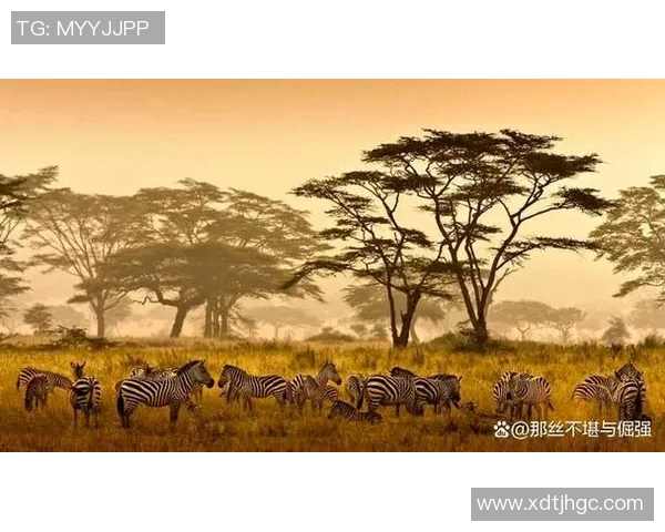 姚明在非洲草原的奇妙探险与文化交流之旅